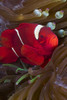 Female spine-cheek anemonefish and sea anemone, Indonesia. Poster Print by VWPics/Stocktrek Images - Item # VARPSTVWP400174U