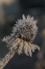 Frost crystals on dead flower in the winter; Astoria, Oregon, United States of America Poster Print by Robert L. Potts / Design Pics - Item # VARDPI2386852