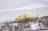 Polar bear resting, Wapusk National Park; Churchill, Manitoba, Canada Poster Print by Brian M Wolitski / Design Pics - Item # VARDPI12321939