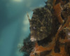 A planehead filefish in West Palm Beach, Florida. Poster Print by Brent Barnes/Stocktrek Images - Item # VARPSTBBA400181U