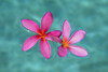 Close-up of pink plumeria flowers in water; Maui, Hawaii, United States of America Poster Print by Jenna Szerlag / Design Pics - Item # VARDPI12323093