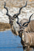 Greater Kudu, Etosha National Park, Namibia Poster Print by Panoramic Images - Item # VARPPI156437