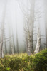 Fog in the forest at Ecola State Park; Cannon Beach, Oregon, United States of America Poster Print by Robert L. Potts / Design Pics - Item # VARDPI2384895