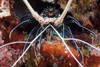 Spiny lobster, Tubbatah Reef, Philippines. Poster Print by VWPics/Stocktrek Images - Item # VARPSTVWP400200U