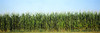 Corn crop in a field, Wisconsin, USA Poster Print by Panoramic Images - Item # VARPPI153105