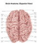 Human brain anatomy, superior view. Poster Print by Alan Gesek/Stocktrek Images - Item # VARPSTAGK700033H