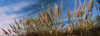 Plants on the beach, Coastal California, California, USA Poster Print by Panoramic Images - Item # VARPPI158579