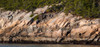 Trees on mountain, Mount Desert Island, Acadia National Park, Hancock County, Maine, USA Poster Print by Panoramic Images - Item # VARPPI162242