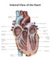 Internal view of the human heart. Poster Print by Alan Gesek/Stocktrek Images - Item # VARPSTAGK700021H