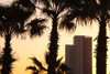 Low angle view of palm trees with office building in the background, Tel Aviv, Israel Poster Print by Panoramic Images - Item # VARPPI155685