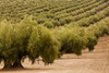 Olive trees in a field, Jaen, Jaen Province, Andalusia, Spain Poster Print by Panoramic Images - Item # VARPPI156892