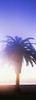 Silhouette of palm tree on beach during fog at sunset, Santa Barbara, California, USA Poster Print by Panoramic Images - Item # VARPPI158568