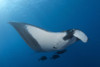 Manta ray on a cleaning station, Socorro Island, Mexico. Poster Print by VWPics/Stocktrek Images - Item # VARPSTVWP401435U