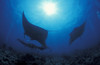 Three giant oceanic manta rays in the South Ari Atoll, Maldives Poster Print by Steve Jones/Stocktrek Images - Item # VARPSTSJN400760U