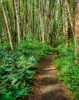 Dirt road passing through Alder Forest, Willamette National Forest, Lane County, Oregon, USA Poster Print by Panoramic Images - Item # VARPPI172496
