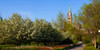 Parliament Building seen from a garden, Parliament Hill, Ottawa, Ontario, Canada Poster Print by Panoramic Images - Item # VARPPI173889