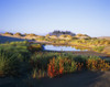 Landscape with a variety of plants, Oregon Dunes National Recreation Area; Lakeside, Oregon, United States of America Poster Print by Robert L. Potts / Design Pics - Item # VARDPI2413522