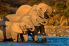 African Elephants at waterhole, Etosha National Park, Namibia Poster Print by Panoramic Images - Item # VARPPI156528