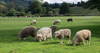 Sheep grazing in a field, Agrodome, State Highway 5, Rotorua, ay of Plenty, North Island, New Zealand Poster Print by Panoramic Images - Item # VARPPI171280