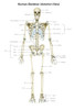 Anterior view of human skeletal system, with labels. Poster Print by Alan Gesek/Stocktrek Images - Item # VARPSTAGK700060H