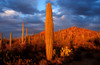 Saguaro cactus at Saguaro National Park, Tucson, Arizona, USA Poster Print by Panoramic Images - Item # VARPPI173516
