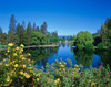 Yellow roses by Mirror Pond on the Deschutes River, Drake Park, Bend, Deschutes County, Oregon, USA Poster Print by Panoramic Images - Item # VARPPI173796