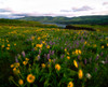 Wildflowers in a field, Columbia River, Tom McCall Nature Preserve, Columbia River Gorge National Scenic Area, Multnomah County, Oregon, USA Poster Print by Panoramic Images - Item # VARPPI172096