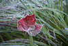 Frosty leaf in autumn; Waterbury, Vermont, United States of America Poster Print by Jenna Szerlag / Design Pics - Item # VARDPI12309653