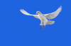 White Dove In Flight. Poster Print by Thomas Kitchin & Victoria Hurst / Design Pics - Item # VARDPI2066702