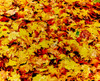 Maple leaves on ground, New York State, USA Poster Print by Panoramic Images - Item # VARPPI166877