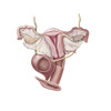Female reproductive organs. Poster Print by TriFocal Communications/Stocktrek Images - Item # VARPSTTRF700082H