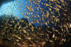 Schooling fish, Spice Islands, Maluku Region, Halmahera, Indonesia. Poster Print by VWPics/Stocktrek Images - Item # VARPSTVWP400828U