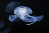 Moon jellyfish. Poster Print by VWPics/Stocktrek Images - Item # VARPSTVWP400515U