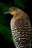 Bare-Throated Tiger Heron, Tortuguero, Costa Rica Poster Print by Panoramic Images - Item # VARPPI157485