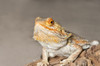 Close-up of Bearded dragon on rock Poster Print by Panoramic Images - Item # VARPPI175328