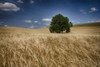 Lone tree in a wheat field; Palouse, Washington, United States of America Poster Print by Marg Wood / Design Pics - Item # VARDPI12309720