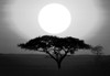 Silhouette of a tree at sunrise, Tanzania Poster Print by Panoramic Images - Item # VARPPI172797