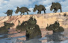 A herd of Centrosaurus dinosaurs crossing a river. Poster Print by Mark Stevenson/Stocktrek Images - Item # VARPSTMAS600174P