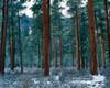 Ponderosa pines in snow, Deschutes National Forest, Jefferson County, Oregon, USA Poster Print by Panoramic Images - Item # VARPPI173807