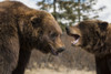 CAPTIVE: Male and female Brown bears play together, Alaska Wildlife Conservation Center, Southcentral Alaska Poster Print by Doug Lindstrand / Design Pics - Item # VARDPI12306934