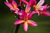 Close-up of bright pink plumeria flowers; Maui, Hawaii, United States of America Poster Print by Jenna Szerlag / Design Pics - Item # VARDPI12323089
