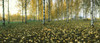 View of fallen leaves and Birch trees by the Vuoksi River, Imatra, Finland Poster Print by Panoramic Images - Item # VARPPI158620