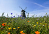 A windmill against a blue sky and cloud with a field of wildflowers in the foreground; Whitburn, Tyne and Wear, England Poster Print by John Short / Design Pics - Item # VARDPI12324628