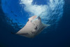 A reef manta ray, cruises over the shallows off West Maui; Hawaii, United States of America Poster Print by Dave Fleetham / Design Pics - Item # VARDPI12309530