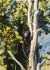 Black bear cub climbing a tree, Alaska Wildlife Conservation Center, South-central Alaska; Portage, Alaska, United States of America Poster Print by Doug Lindstrand / Design Pics - Item # VARDPI12318712