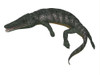 Archegosaurus on white background. Poster Print by Corey Ford/Stocktrek Images - Item # VARPSTCFR200779P
