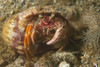 Anemone hermit crab carries aea anemone on it's shell, Lembeh Strait, Indonesia. Poster Print by VWPics/Stocktrek Images - Item # VARPSTVWP401096U