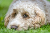 Close-up of the face of a blond cockapoo resting on the grass; North Yorkshire, England Poster Print by John Short / Design Pics - Item # VARDPI12324922