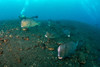 Several bumphead parrotfish swimming over black sand near the Liberty Wreck in Indonesia. Poster Print by Mathieu Meur/Stocktrek Images - Item # VARPSTMME400678U