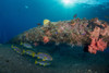Small school of Indian Ocean oriental sweetlips sheltered under a steel structure. Poster Print by Mathieu Meur/Stocktrek Images - Item # VARPSTMME400702U